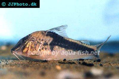 Fowlers Corydoras - Corydoras fowleri