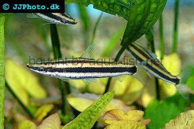 Goldstreifen-Kopfsteher - Anostomus ternetzi