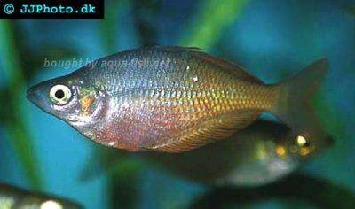 Irian Jaya-Regenbogenfisch - Melanotaenia irianjaya