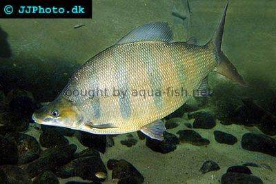 Langnasen-Distichodus - Distichodus lusosso