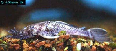 Drachenwels - Ancistrus ranunculus