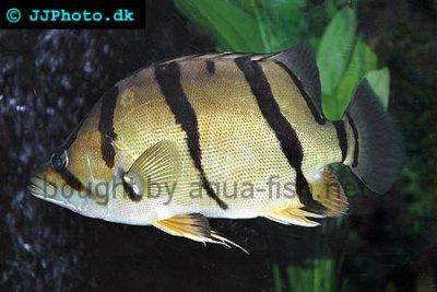 Datnioides undecimradiatus