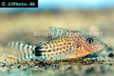 Millenium corydoras - Corydoras spectabilis