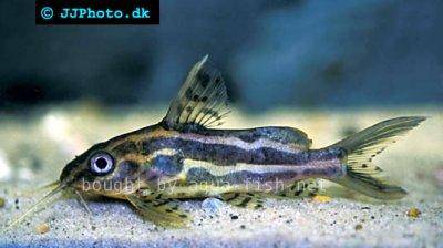 Gelbbinden-Fiederbartwels - Synodontis flavitaeniatus