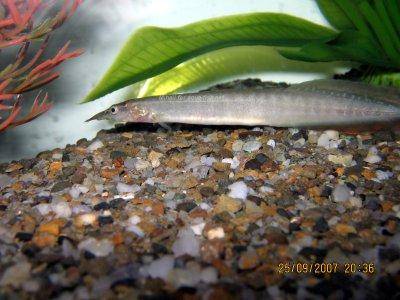 Pfauenaugenstachelaal - Macrognathus siamensis