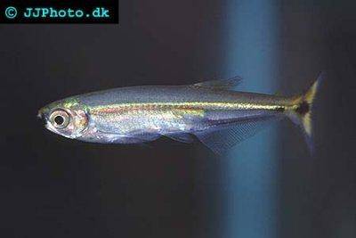 Piabucosalmler - Piabucus dentatus