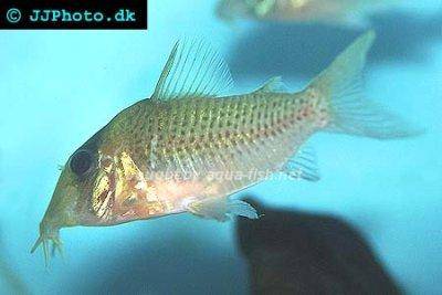 Pinkthroat corydoras - Corydoras spilurus