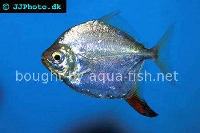 Haken-Scheibensalmler - Myloplus rubripinnis