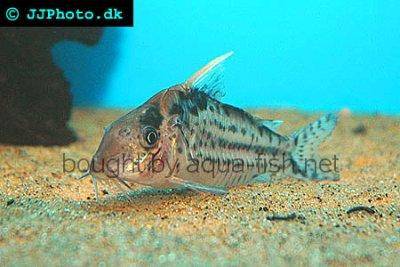 Robuster Panzerwels - Corydoras robustus