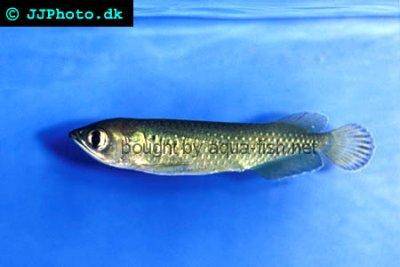 Gepunkteter Barramundi - Scleropages leichardti