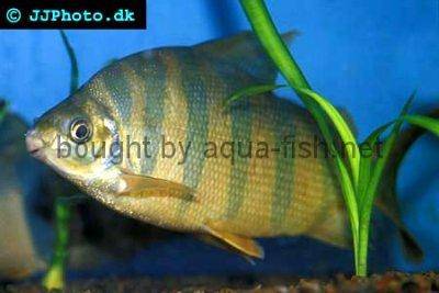 Zebra-Geradsalmler - Distichodus sexfasciatus
