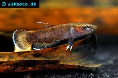 Betta channoides