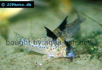 Spotted cory - Corydoras brevirostris