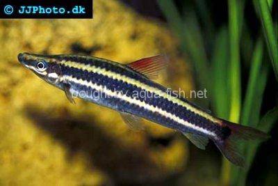Prachtkopfsteher - Anostomus anostomus
