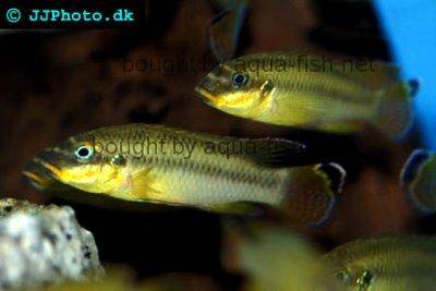 Smaragdprachtbarsch - Pelvicachromis taeniatus