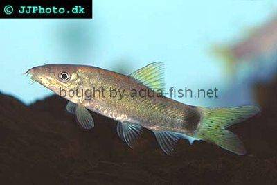 Yasuhikotakia caudipunctata