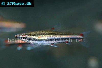 Dreibinden-Ziersalmler - Nannostomus trifasciatus