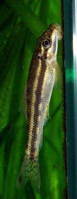 Gestreifter Ohrgitter-Harnischwels - Otocinclus affinis