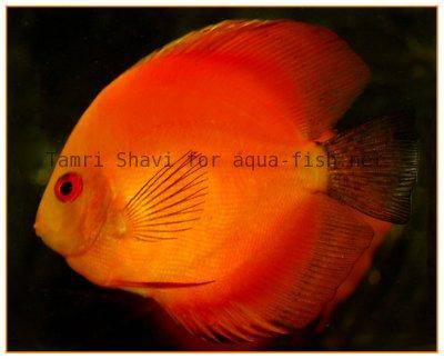 Discus fish image - first
