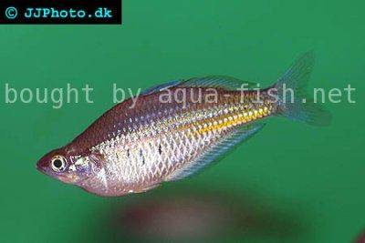 Ramu-Regenbogenfisch - Glossolepis ramuensis