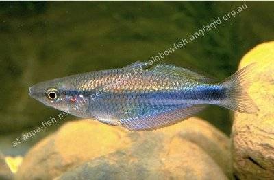 Goldie Regenbogenfisch - Melanotaenia goldiei Goldie Regenbogenfisch - Melanotaenia goldiei