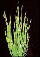 Vallisneria asiatica