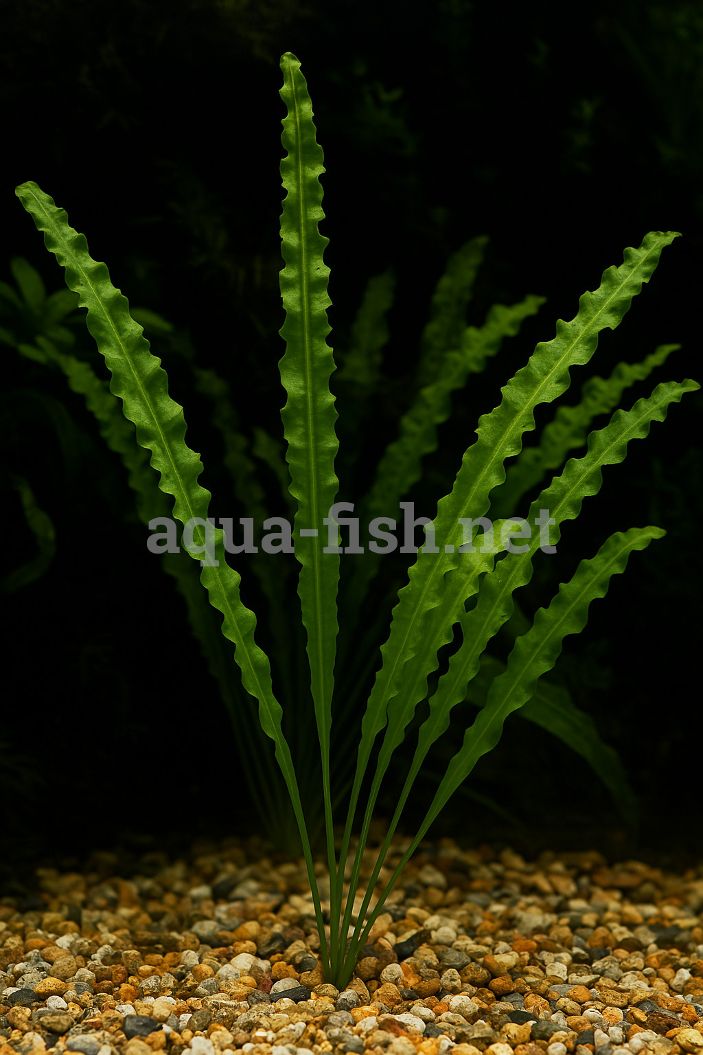 Aponogeton crispus