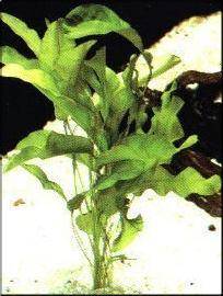 Aponogeton natans