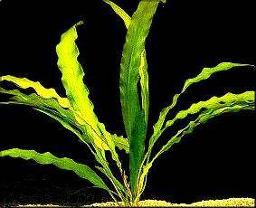 Aponogeton rigidifolius