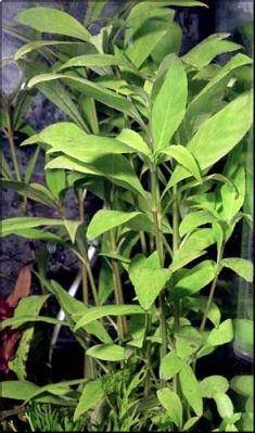 Hygrophila salicifolia