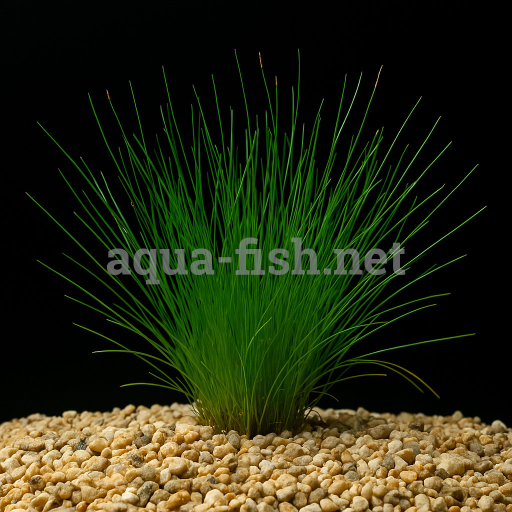 Eleocharis vivipara