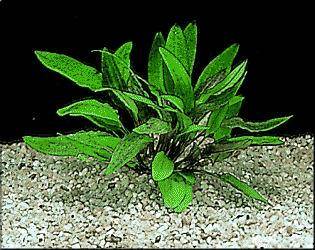 Cryptocoryne petchii