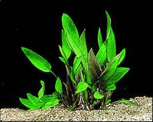 Cryptocoryne becketti