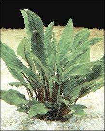 Cryptocoryne lutea