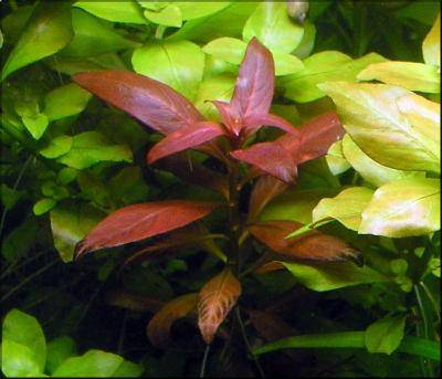 Ludwigia peruensis