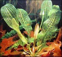 Aponogeton madagascariensis