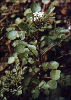 Armoracia aquatica