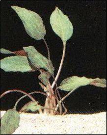 Cryptocoryne cordata
