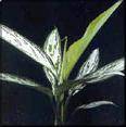 Aglaonema commutatum “Silver Queen”