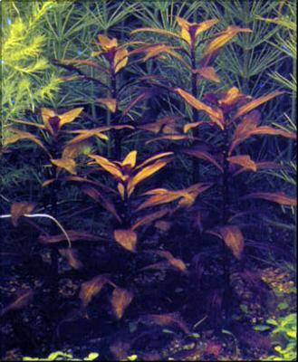 Ludwigia glandulosa