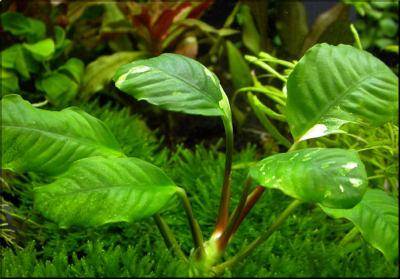 Anubias barteri “Coffeefolia”