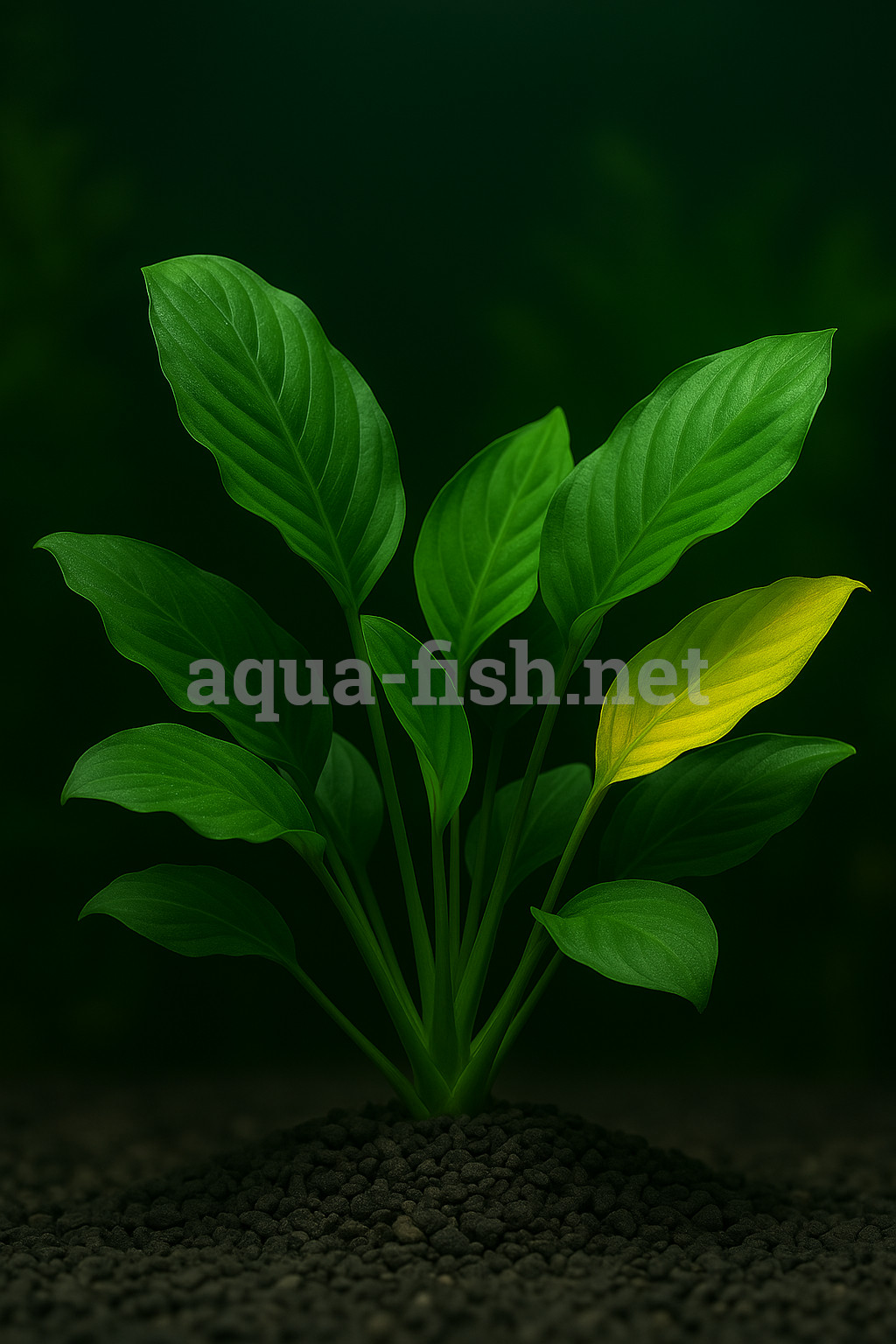 Anubias barteri “Caladiifolia” ‘1705’