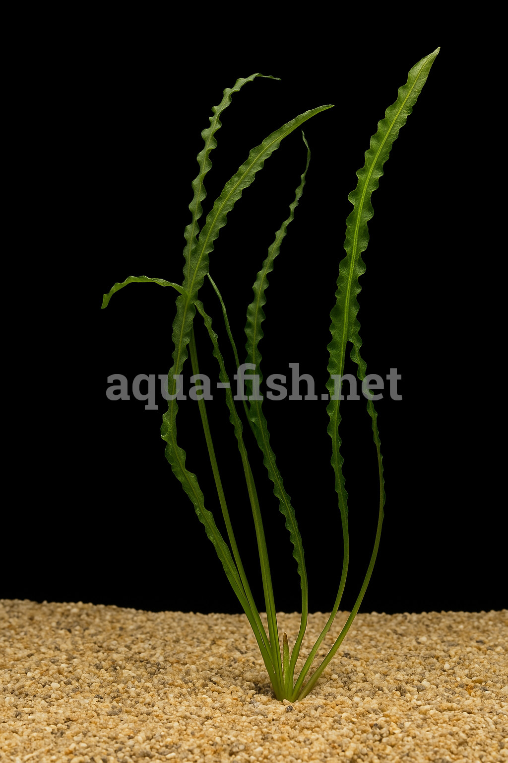 Aponogeton longiplumulosus