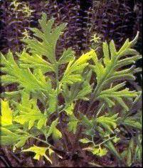 Ceratopteris cornuta
