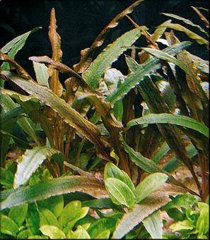 Cryptocoryne albida