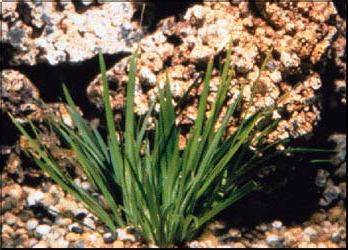 Acorus gramineus pusillus
