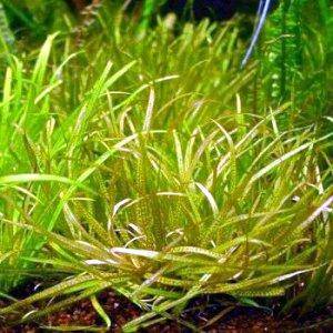 Blyxa japonica