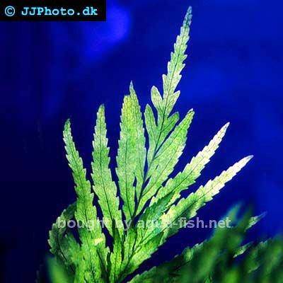 Bolbitis heudelotii