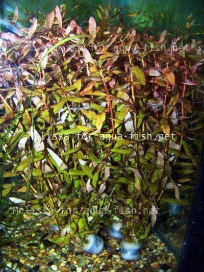 Telanthera lilacina