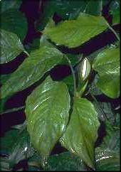 Aglaonema simplex Aglaonema simplex